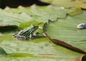 grenouille
