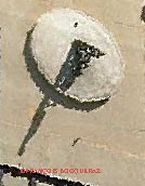 cadran-solaire-place-st-georges-9